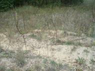 Цвітоха з panoramio.com