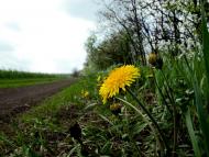 Золота Поляна з panoramio.com