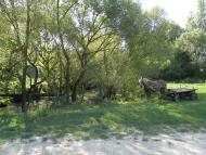 Заміхів з panoramio.com