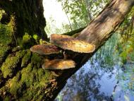 Скалева з panoramio.com