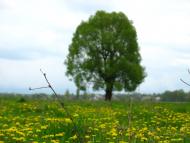 Куна з panoramio.com