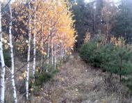 Тарасенки з panoramio.com - Тарасенки