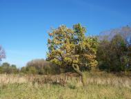 Назавизів з panoramio.com