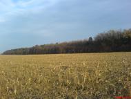 Тишківка з panoramio.com