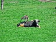 Войнівка з panoramio.com