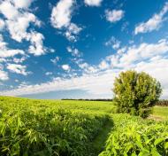 Гулі з panoramio.com