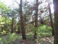 Мареничі з panoramio.com