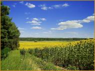 Новий Білоус з panoramio.com