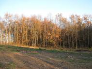 Пилипи з panoramio.com