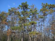 Дубки з panoramio.com