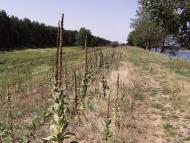 Барвінкове з panoramio.com