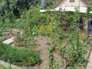 Комишани з panoramio.com