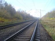 Рідкодуби з panoramio.com