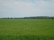 Трубочка з panoramio.com