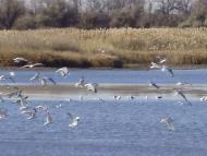 Червона Нива з panoramio.com