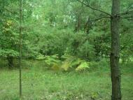 Цвітоха з panoramio.com