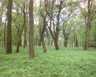 Камінь з panoramio.com