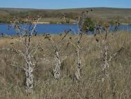 Лобанівка з panoramio.com