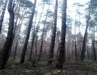 Вишняки з panoramio.com - Вишняки