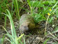 Бабинці з panoramio.com