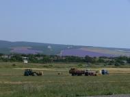 Дачне з panoramio.com