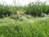 Княгинівка з panoramio.com