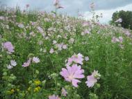 Киселівка з panoramio.com