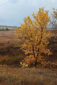 Петропавлівка з panoramio.com