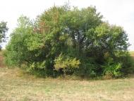 Петровеньки з panoramio.com - Петровеньки