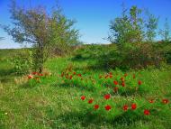 Лазарівка з panoramio.com