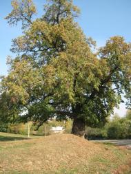 Пилипи з panoramio.com