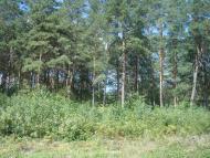 Купине з panoramio.com