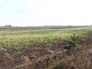 Вишняки з panoramio.com - Вишняки