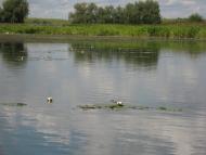 Боремель з panoramio.com