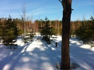 Макалевичі з panoramio.com