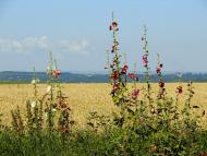 Бабин з panoramio.com