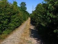 Андріївка з panoramio.com