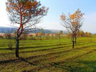 Нижня Кринка з panoramio.com