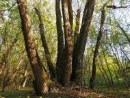 Скалева з panoramio.com