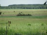 Віленька з panoramio.com