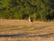 Правобережна Сокілка з panoramio.com