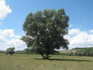 Хворостянівка з panoramio.com