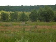 Приліпка з panoramio.com
