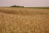 Чагарі-Збаразькі з panoramio.com