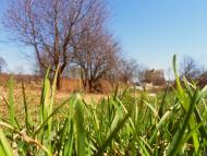 Веснянка з panoramio.com