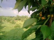 Грабівці з panoramio.com