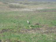 Малий Чернятин з panoramio.com