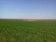 Великий Омеляник з panoramio.com