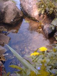 Нова Павлівка з panoramio.com