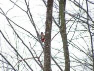 Черемошне з panoramio.com